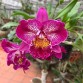 Cattleya Ching Sun Bright Star – Sắc tím rực rỡ đầy cuốn hút - TG