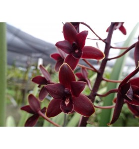 KIẾM HẮC KIM CƯƠNG  giống mới- T&iacute;nh theo th&acirc;n