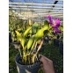 Cattleya Walkeriana x Irene Finney – Vẻ Đẹp Sang Trọng Và Hương Thơm Quyến Rũ - TG