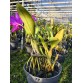 Cattleya Walkeriana x Irene Finney – Vẻ Đẹp Sang Trọng Và Hương Thơm Quyến Rũ - TG