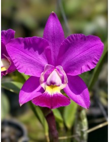 Cattleya Walkeriana x Irene Finney – Vẻ Đẹp Sang Trọng Và Hương Thơm Quyến Rũ - TG
