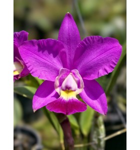 Cattleya Walkeriana x Irene Finney &ndash; Vẻ Đẹp Sang Trọng V&agrave; Hương Thơm Quyến Rũ - TG
