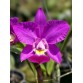 Cattleya Walkeriana x Irene Finney – Vẻ Đẹp Sang Trọng Và Hương Thơm Quyến Rũ - TG