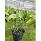 Cattleya Ching Sun Bright Star – Sắc tím rực rỡ đầy cuốn hút - TG