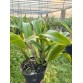 Cattleya Ching Sun Bright Star – Sắc tím rực rỡ đầy cuốn hút - TG