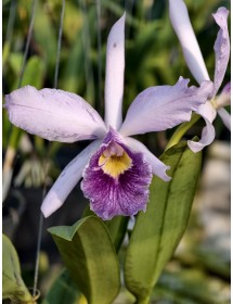 Lc. Canhamiana var Coerulea " Azure Sky " AM/AOS 