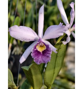 Lc. Canhamiana var Coerulea " Azure Sky " AM/AOS 