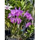 Cattleya Skinneri x Lueddemanniana – Kiêu Sa, Rực Rỡ Và Đậm Chất Nhiệt Đới - TG