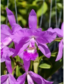 Cattleya Skinneri x Lueddemanniana – Kiêu Sa, Rực Rỡ Và Đậm Chất Nhiệt Đới - TG