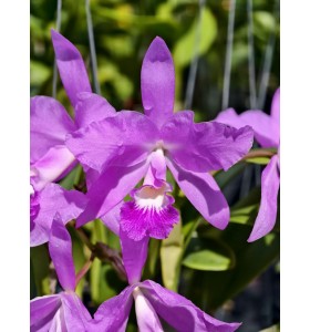 Cattleya Skinneri x Lueddemanniana &ndash; Ki&ecirc;u Sa, Rực Rỡ V&agrave; Đậm Chất Nhiệt Đới - TG
