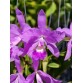 Cattleya Skinneri x Lueddemanniana – Kiêu Sa, Rực Rỡ Và Đậm Chất Nhiệt Đới - TG