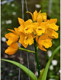 Rth. Ahchung Yoyo – Nở Chùm Rực Rỡ, Sai Hoa Ấn Tượng - TG