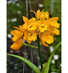 Rth. Ahchung Yoyo &ndash; Nở Ch&ugrave;m Rực Rỡ, Sai Hoa Ấn Tượng - TG