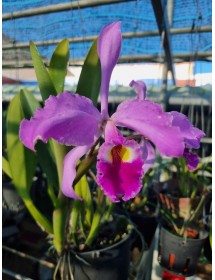 Cattleya Warscewiczii Nhập Mỹ – Nữ Hoàng Mùa Hè Quyến Rũ - TG