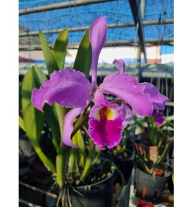 Cattleya Warscewiczii Nhập Mỹ &ndash; Nữ Ho&agrave;ng M&ugrave;a H&egrave; Quyến Rũ - TG