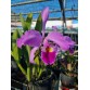 Cattleya Warscewiczii Nhập Mỹ – Nữ Hoàng Mùa Hè Quyến Rũ - TG