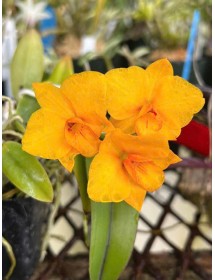 Cattleya Falcon Ball – Sắc Hoa Nổi Bật, Form Chuẩn Sang Trọng - TG