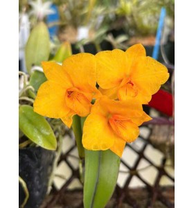 Cattleya Falcon Ball &ndash; Sắc Hoa Nổi Bật, Form Chuẩn Sang Trọng - TG