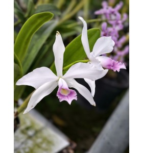 Purpurata Carnea x Violacea Carnea &ndash; Vẻ đẹp giao thoa tinh tế - TG