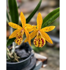 Bc.Rustic Spot H.R - TG