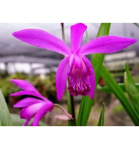 Bletilla formosana &ndash; Vẻ đẹp hoang d&atilde; thanh tho&aacute;t - TG
