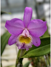 Cattleya Beaumesnil &lsquo;Perme&rsquo; AM/RHS &ndash; Cat Mỹ đẳng cấp, sắc t&iacute;m qu&yacute; ph&aacute;i - B&Aacute;N THEO HƯỚNG  - TG