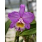 Cattleya Beaumesnil ‘Perme’ AM/RHS – Cat Mỹ đẳng cấp, sắc tím quý phái - BÁN THEO HƯỚNG  - TG