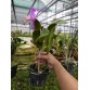 Cattleya Beaumesnil ‘Perme’ AM/RHS – Cat Mỹ đẳng cấp, sắc tím quý phái - BÁN THEO HƯỚNG  - TG