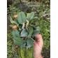 CATTLEYA CERNUA – LAN SIÊU MINI HOA ĐỎ CAM RỰC RỠ - TG