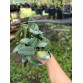 CATTLEYA CERNUA – LAN SIÊU MINI HOA ĐỎ CAM RỰC RỠ - TG