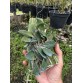 CATTLEYA CERNUA – LAN SIÊU MINI HOA ĐỎ CAM RỰC RỠ - TG