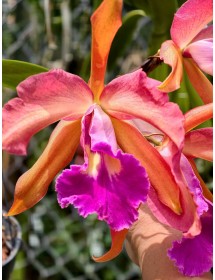 Cattleya lai L. tenebrosa – Hoa lớn, sắc cam tím nổi bật, thân cao khỏe - TG