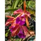 Cattleya lai L. tenebrosa – Hoa lớn, sắc cam tím nổi bật, thân cao khỏe - TG