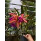 Cattleya lai L. tenebrosa – Hoa lớn, sắc cam tím nổi bật, thân cao khỏe - TG