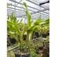 Eplc. Golden Sunburst ‘Exotic Orchids’ – Ánh Mặt Trời Vàng Rực Trong Vườn Lan - TG