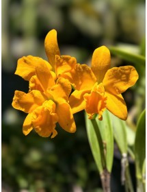 Rth. Shingfong Little Boy – Cattleya Mini Vàng Rực Đến Từ Đài Loan - TG