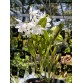 Cattleya skinneri albescens – Lan Cattleya Trắng Thanh Khiết Hiếm - TG