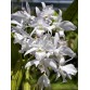 Cattleya skinneri albescens – Lan Cattleya Trắng Thanh Khiết Hiếm - TG