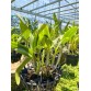 Cattleya Golden Tiger – Vẻ đẹp rực rỡ của “nữ hoàng lan” - TG