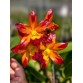 Cattleya Golden Tiger – Vẻ đẹp rực rỡ của “nữ hoàng lan” - TG