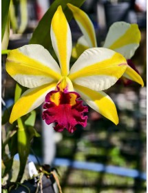 Cat Fushu Glory - TG