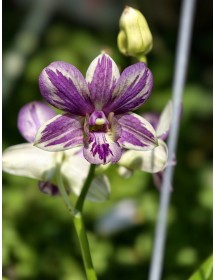 Dendrobium Splash Lavender – Sắc tím loang độc đáo, hoa bền đẹp - TG