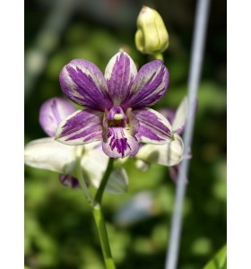 Dendrobium Splash Lavender &ndash; Sắc t&iacute;m loang độc đ&aacute;o, hoa bền đẹp - TG