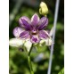 Dendrobium Splash Lavender – Sắc tím loang độc đáo, hoa bền đẹp - TG