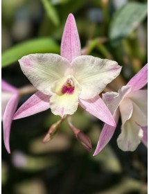Cattleya Mini Mỹ Xổ “Phấn Hồng Tinh Khôi” – Vẻ Đẹp Thanh Tao, Dễ Chăm - TG