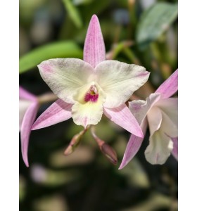 Cattleya Mini Mỹ Xổ &ldquo;Phấn Hồng Tinh Kh&ocirc;i&rdquo; &ndash; Vẻ Đẹp Thanh Tao, Dễ Chăm - TG