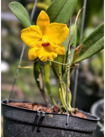 C. Squires Orange Marmolada – Sắc Vàng Cam Rực Rỡ, Chuẩn Gu Sưu Tầm - BÁN THEO HƯỚNG - TG