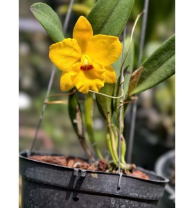 C. Squires Orange Marmolada &ndash; Sắc V&agrave;ng Cam Rực Rỡ, Chuẩn Gu Sưu Tầm - B&Aacute;N THEO HƯỚNG - TG