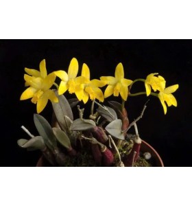 Laelia bradei &ndash; N&eacute;t Đẹp Thanh Khiết Từ N&uacute;i Cao Brazil - TG