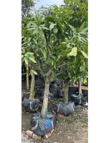 XO&Agrave;I TH&Aacute;I